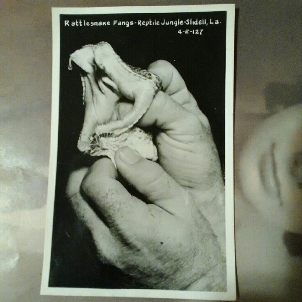 Vintage Photo Postcard "Rattlesnake Fangs" La.